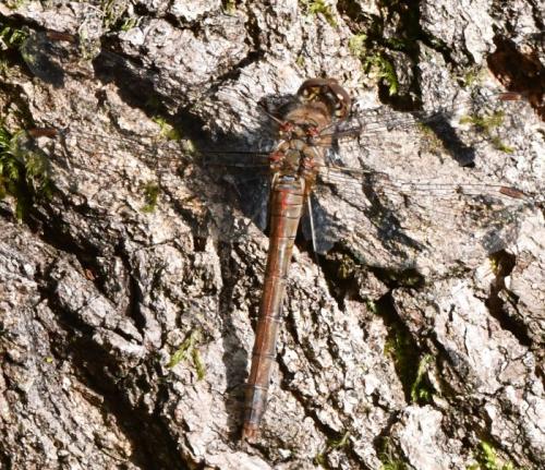 Sympetrum striolatum